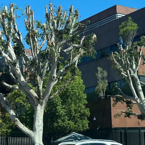 WGA/SAG Lodge Federal Complaint Against NBCUniversal Construction; City Controller Probes Trimmed Ficus Trees