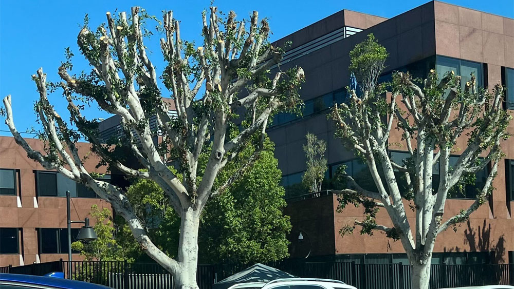 WGA/SAG Lodge Federal Complaint Against NBCUniversal Construction; City Controller Probes Trimmed Ficus Trees