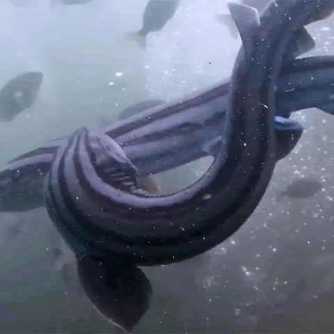 Forrest Galante Previews Shark Week’s Alien Sharks: Strange New Worlds