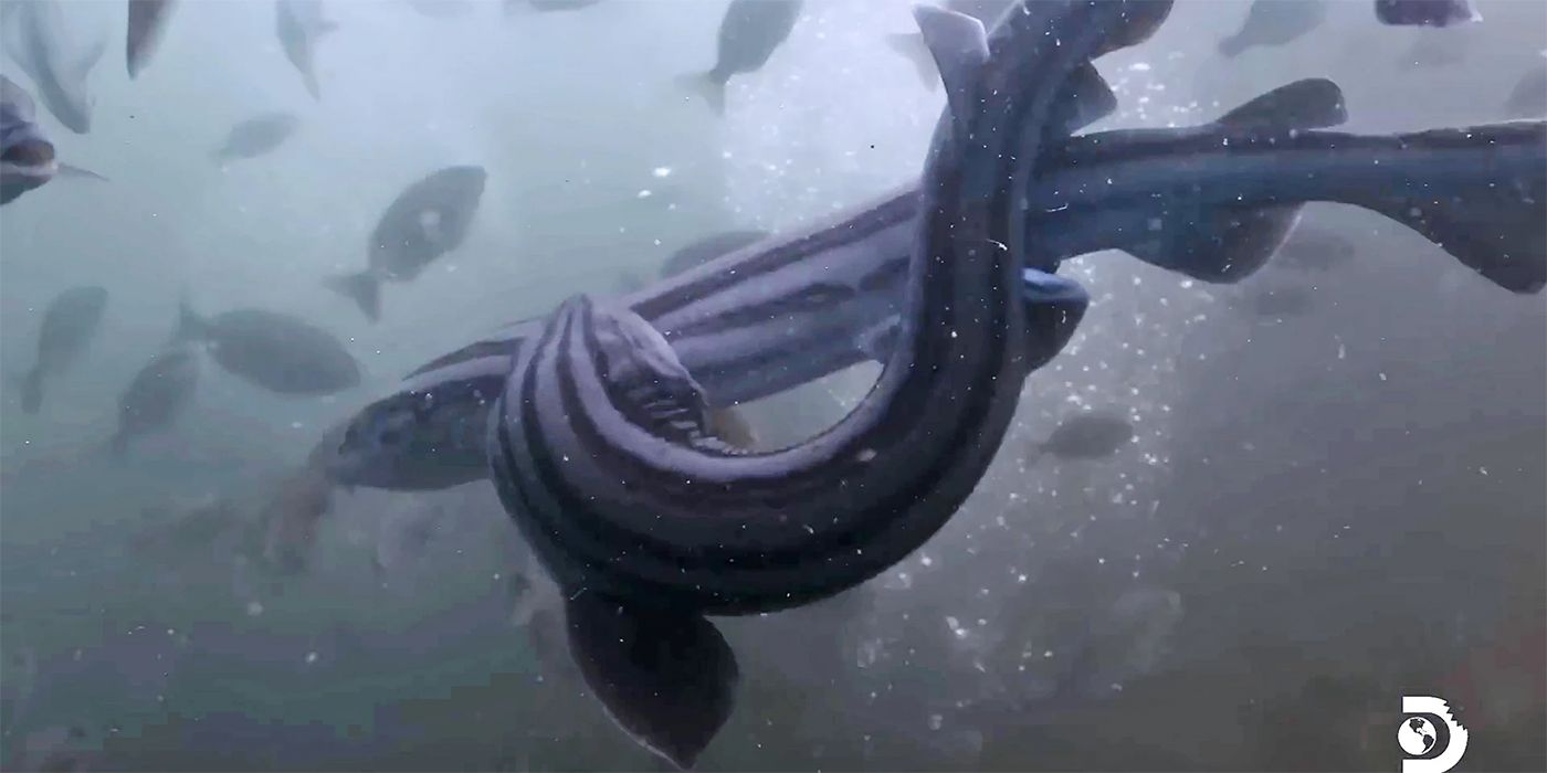 Forrest Galante Previews Shark Week’s Alien Sharks: Strange New Worlds