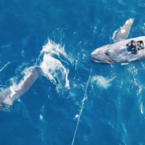 Dr. Austin Gallagher On Shark Week’s Belly of the Beast & Monster Mako