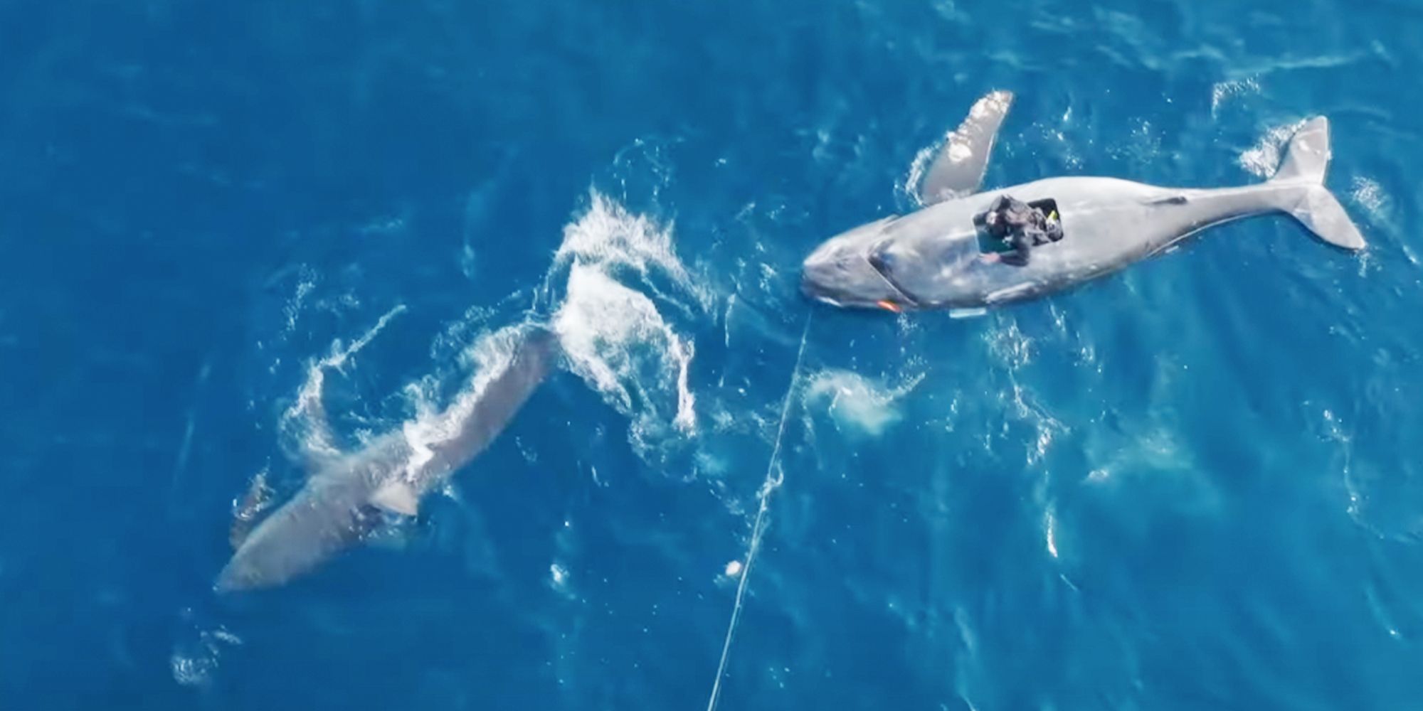 Dr. Austin Gallagher On Shark Week’s Belly of the Beast & Monster Mako